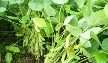 Why is soybean lodging? What to do with soybean lodging?
