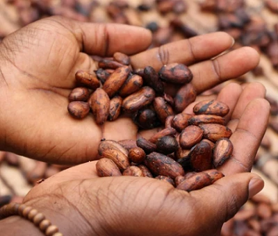 Cocoa Prices Surge As Global Supplies Dwindle Amid Spreding Plant Deceases