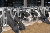 Canada Prevails Over U.S. in Dairy Dispute