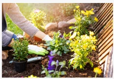 Small gardens, big impact: how pollinator-friendly yards support wildlife