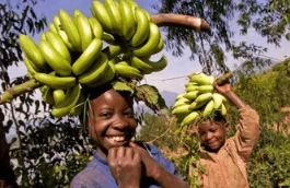 China Africa Agricultural Cooperation Helps African Food Security