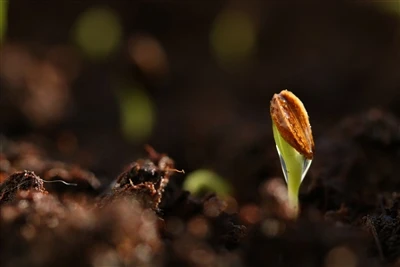 Agricultural Inoculants Sprouting A Sustainable Future As The Next Frontier O...