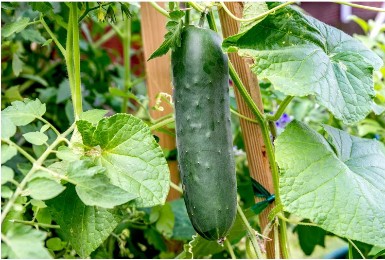 Why Are My Cucumbers Bitter? Causes And Solutions