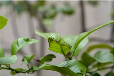 7 Reasons Why Your Lemon Tree's Leaves Are Curling