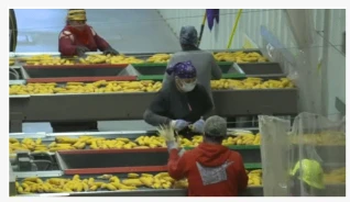 Beck’s To Buy Nebraska Corn Seed Plant From Syngenta