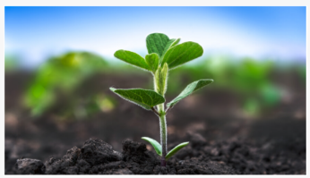 Researchers Discovered A Zinc-sensing Protein That Regulates Nitrogen Fixatio...