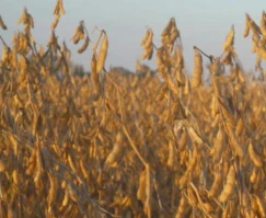 Farmer: Ratio Of Fertilizer Cost To Market Price Is Worst He’s Seen, Blames T...