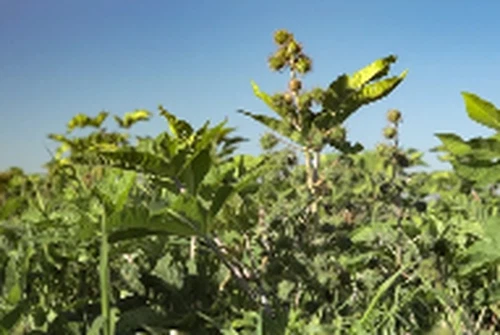 Casterra And Fantini Partner To Mechanize Large-scale Castor Farming For Biof...