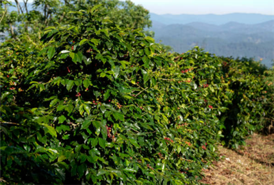 Orbia Netafim And Partners Roll Out Climate-smart Insurance For Vietnamese Co...