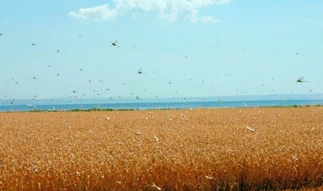 Russia Warns Of Potential Locust Invasion Across Five Regions