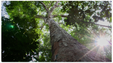Ancient Amazonian Soil Boosted Tropical Tree Growth By 88% On Degraded Land, ...