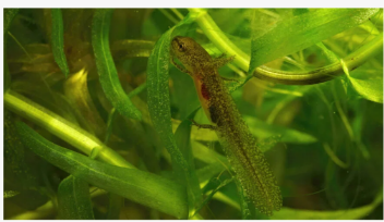 Researchers Found That Plant Cells Continuously Adjust Their Structure To Man...