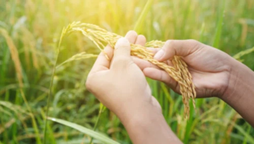 British Researchers Advance Drought-resistant Rice Project To Support Global ...