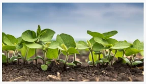 UWA Study Finds Partial Shift To Organic Inputs Can Reduce Synthetic Nitrogen...