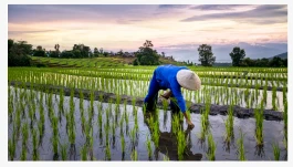 Soil Organic Nitrogen Identified As Main Source Of Dinitrogen Loss in Flooded...