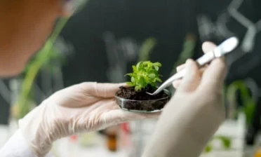 Scientists Discover Protein Switch That Controls How Plants Absorb Nitrogen F...