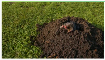 Soil Microbiome Predators Boost Plant Biomass 53% And May Cut Nitrogen Fertil...