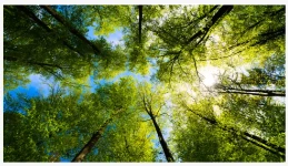 Forest Thinning Produced Larger Trees Without Reducing Carbon Storage, 30-yea...