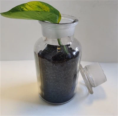 Potassium Humate Fertilizer – Organic Source Of Potassium For Plants